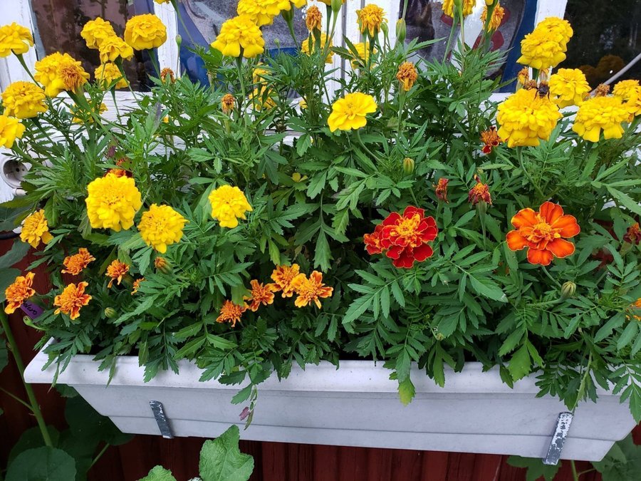 Fröer Tagetes gul nyskördade September/Oktober 2023