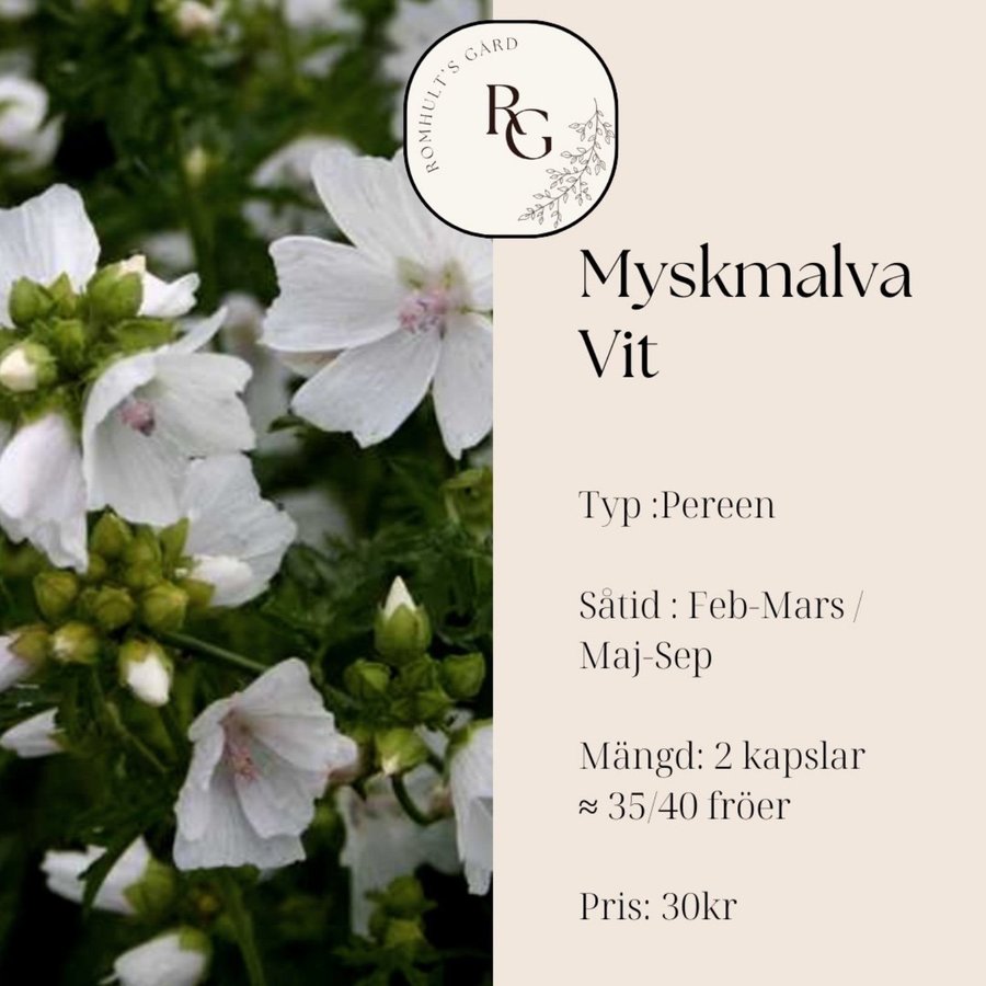 Myskmalva Vit - Fröer