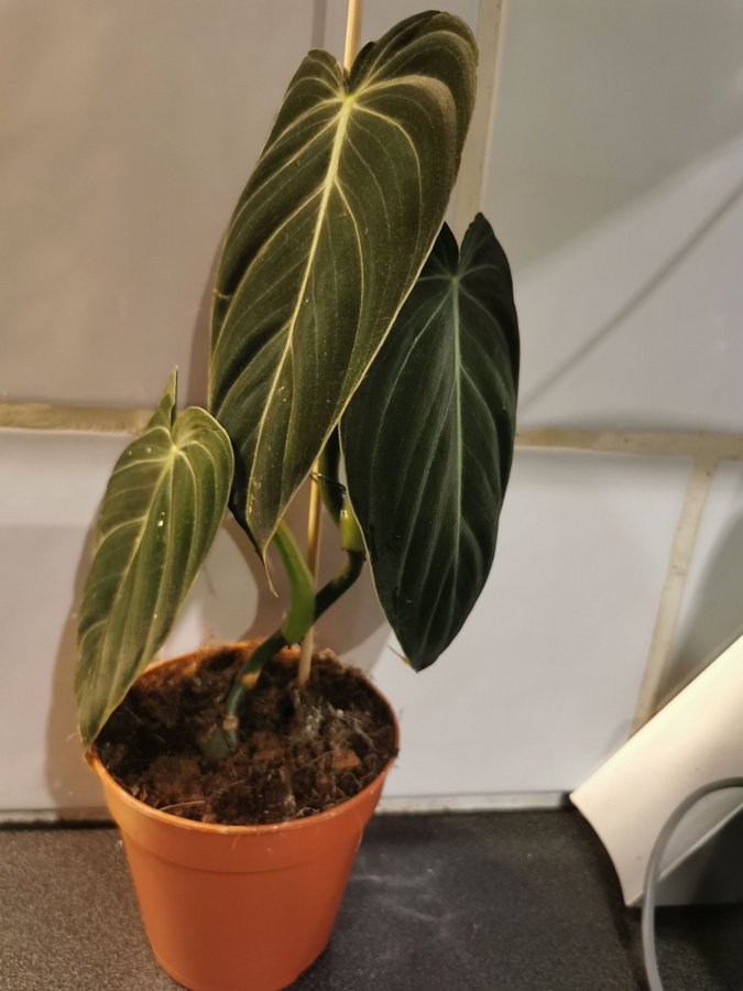 Philodendron melanochrysum