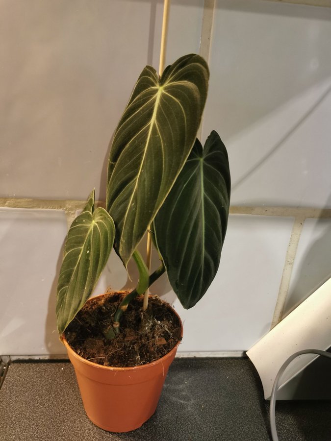 Philodendron melanochrysum