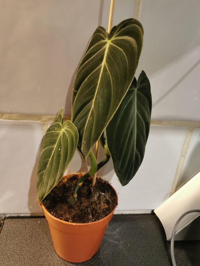 Philodendron melanochrysum