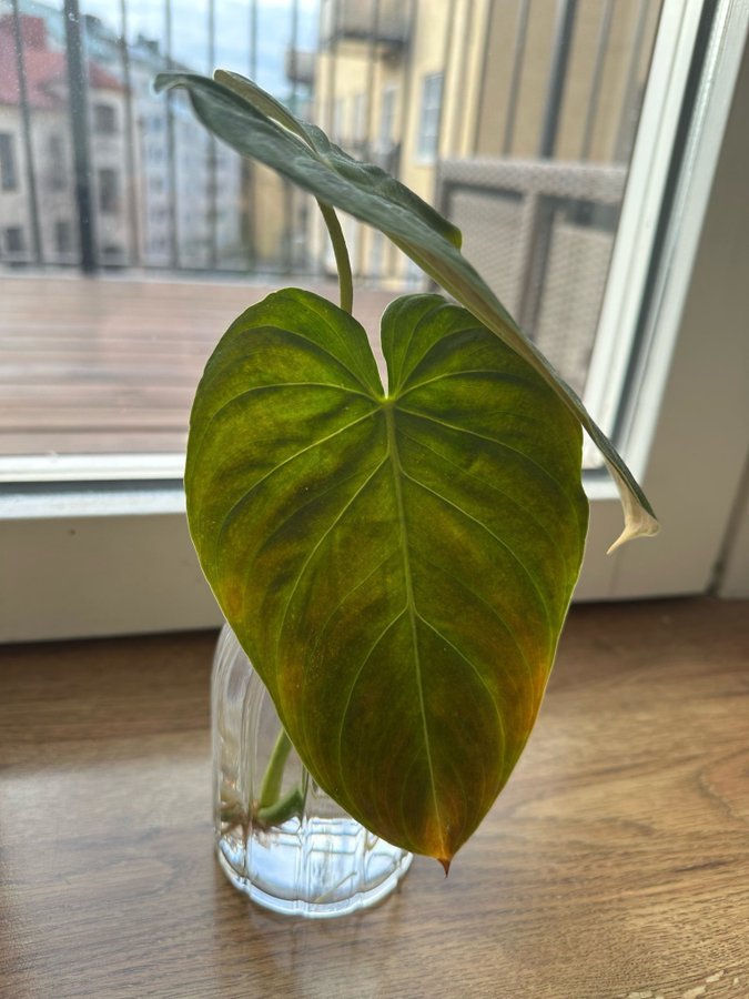 philodendron melanochrysum