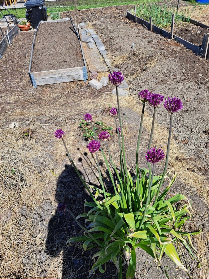 Allium 'Purple Sensation'