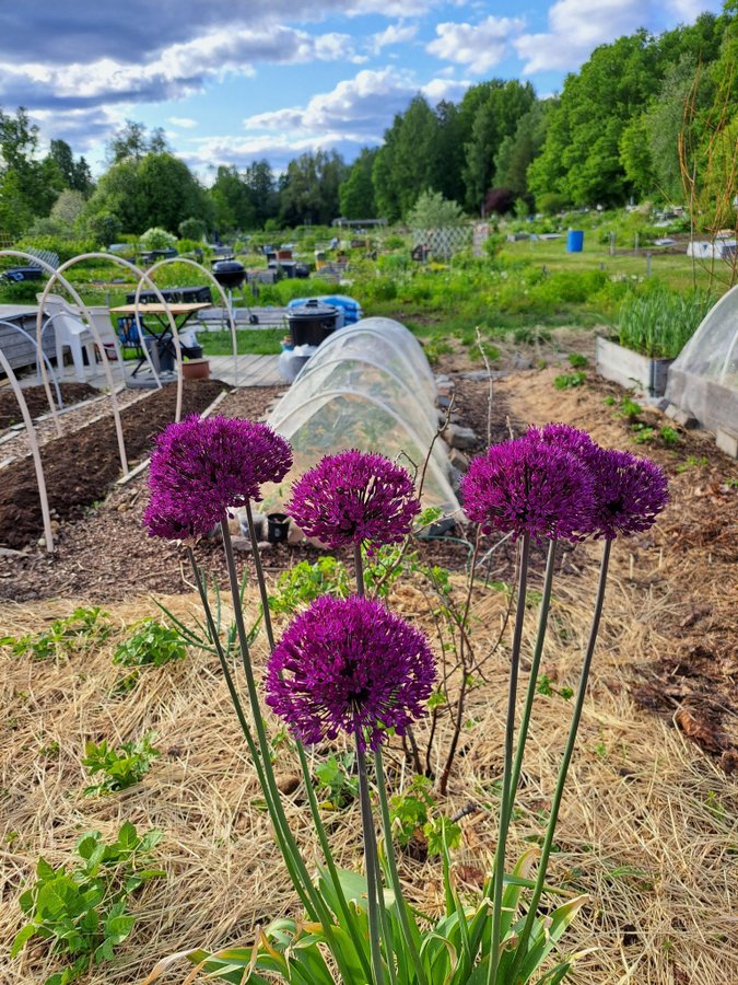 Allium 'Purple Sensation'