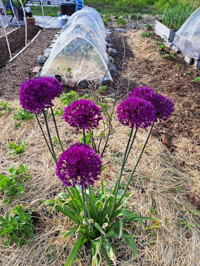 Allium 'Purple Sensation'