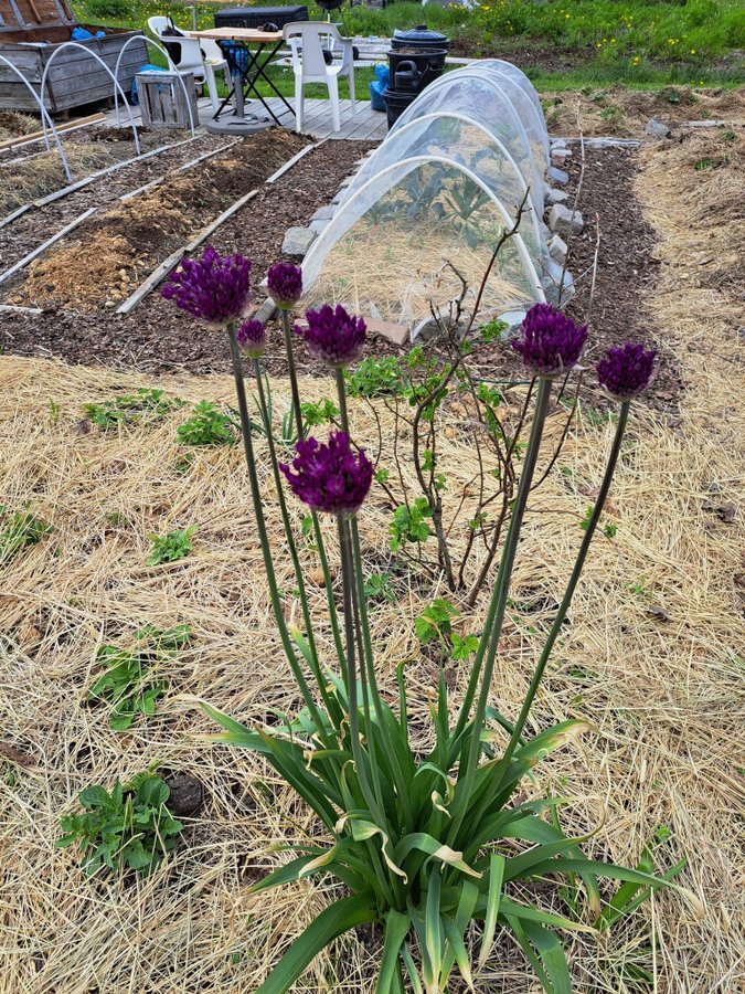 Allium 'Purple Sensation'