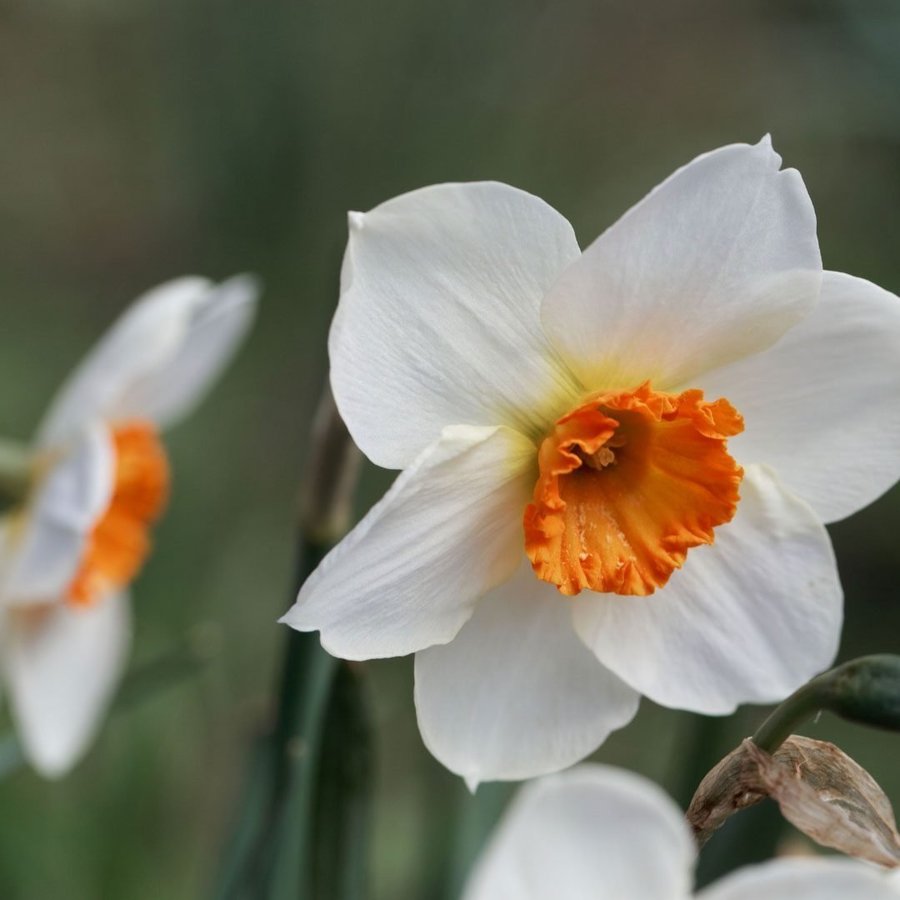 Stjärnnarciss Narcissus 'Barret Browning', 5st