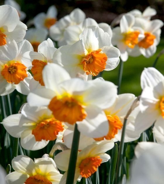 Stjärnnarciss Narcissus 'Barret Browning', 5st