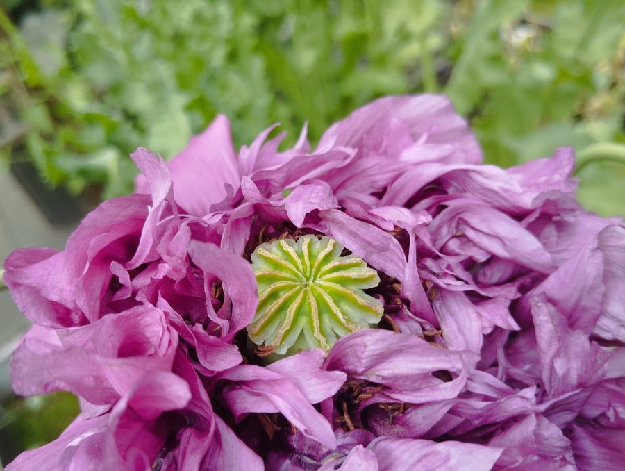 Faney Purple Fringe USA 30 frön Dubbel Blomma Högalkaloid Otroligt Vacker!