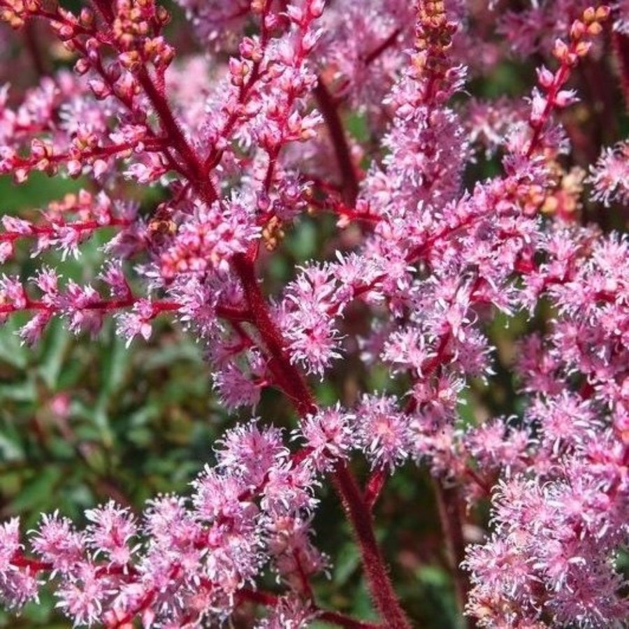 Astilbe key west