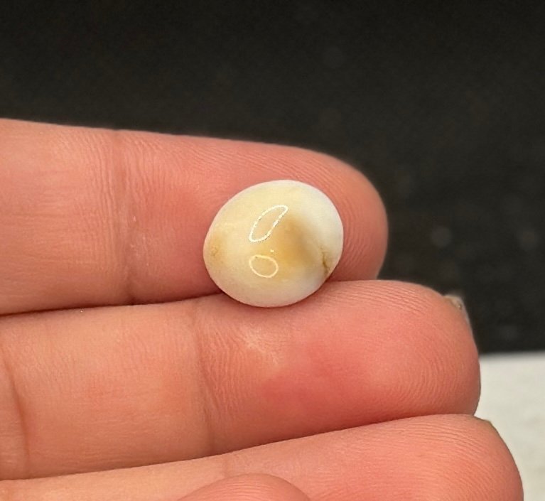 Natural Shiva eye 3,20 ct