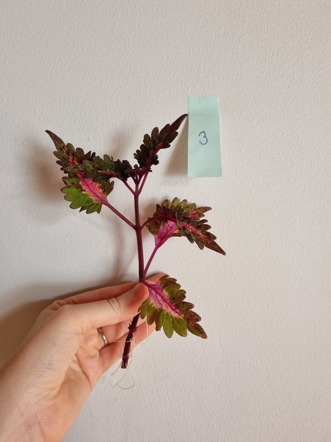 Palettblad Coleus Stickling