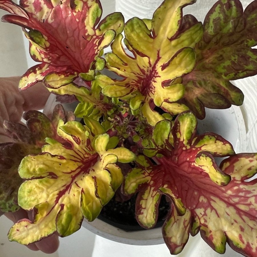 Fröis från MMFG3xNN *** Palettblad/coleus**