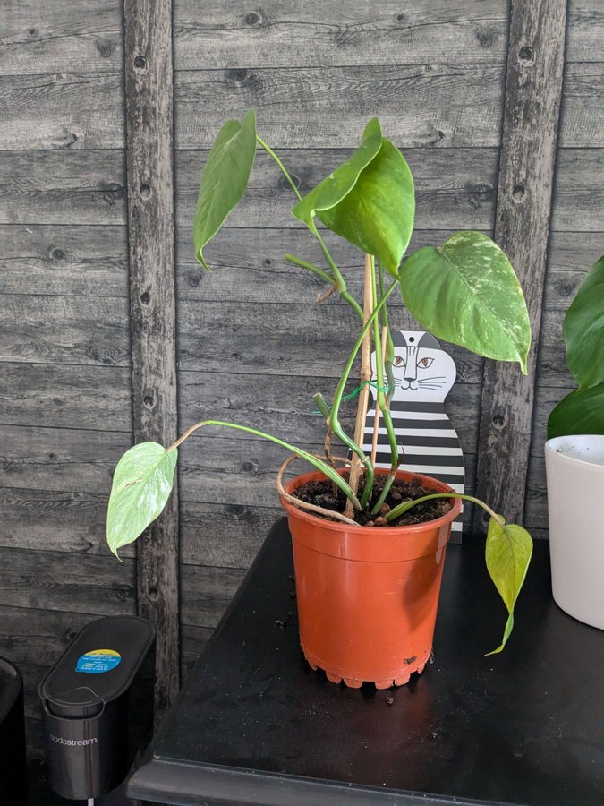 Monstera Albo Variegata hela plantan 6 blad