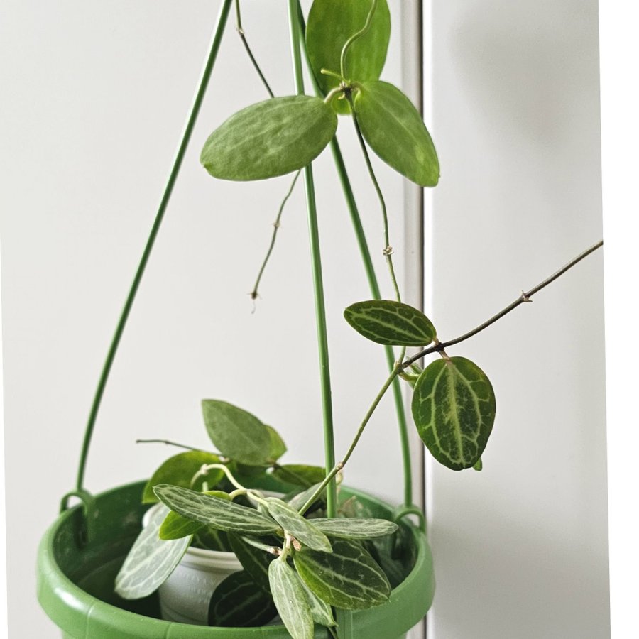 Dischidia pectenoides Melon hoya släkt stor planta