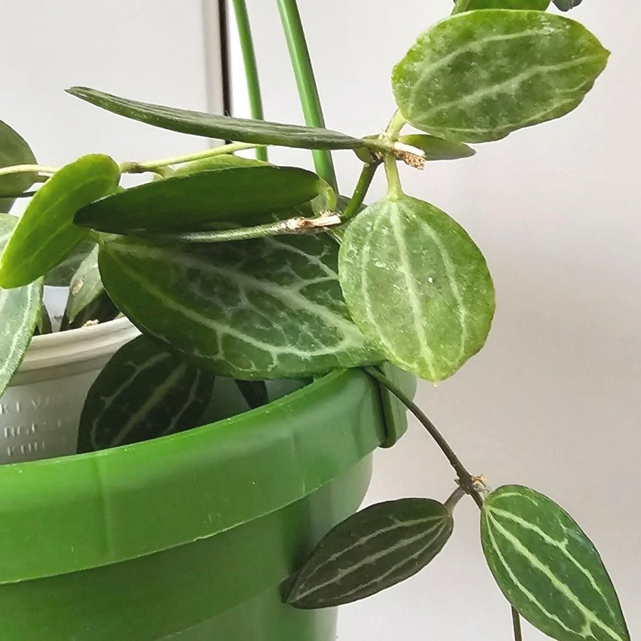 Dischidia pectenoides Melon hoya släkt stor planta