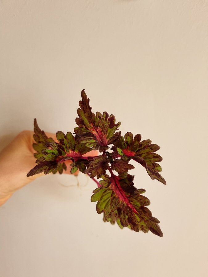 Palettblad Coleus Stickling