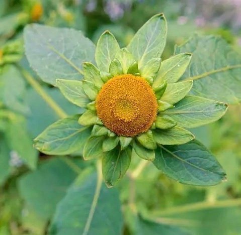 Kinesisk krage blomma (carpesium macrocephalum )