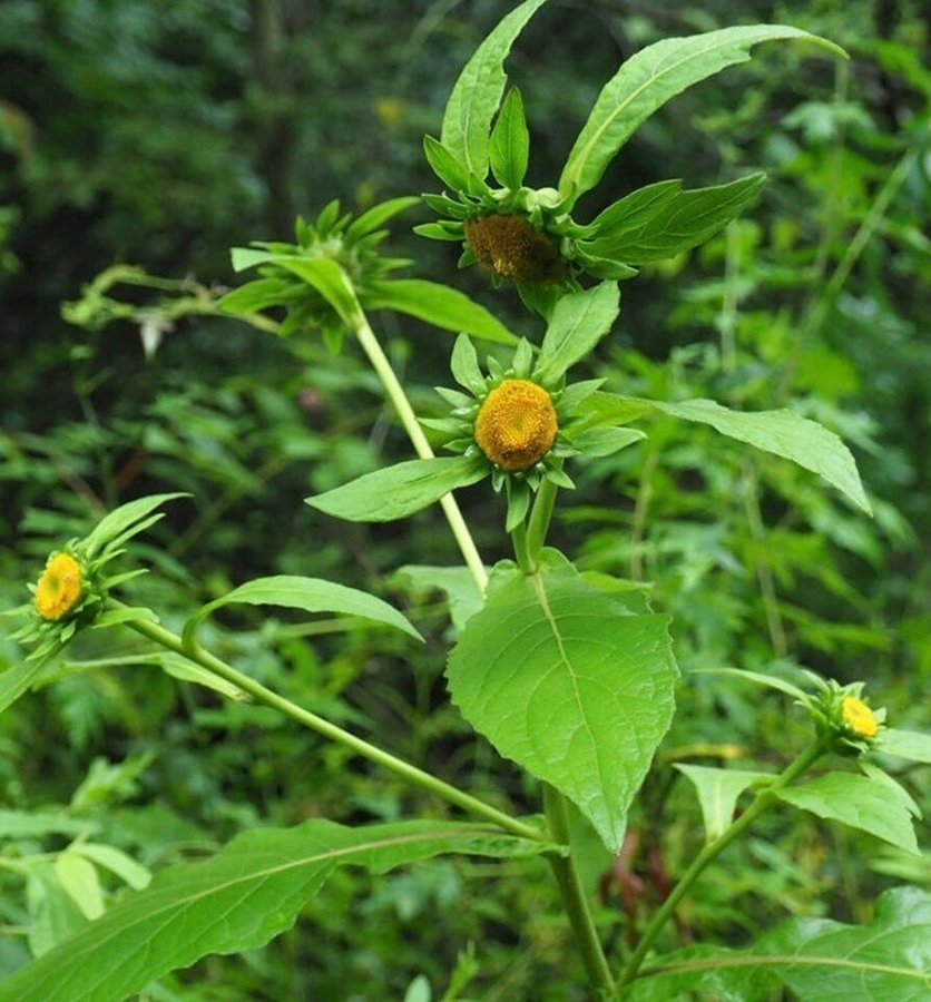 Kinesisk krage blomma (carpesium macrocephalum )