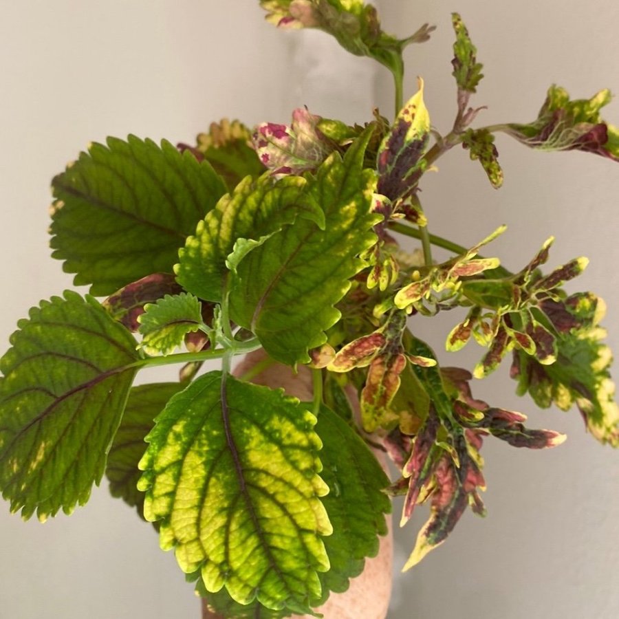 BURNING BUSH + STORMY WEATHER + EMPRESS-fröis *palettblad*coleus*