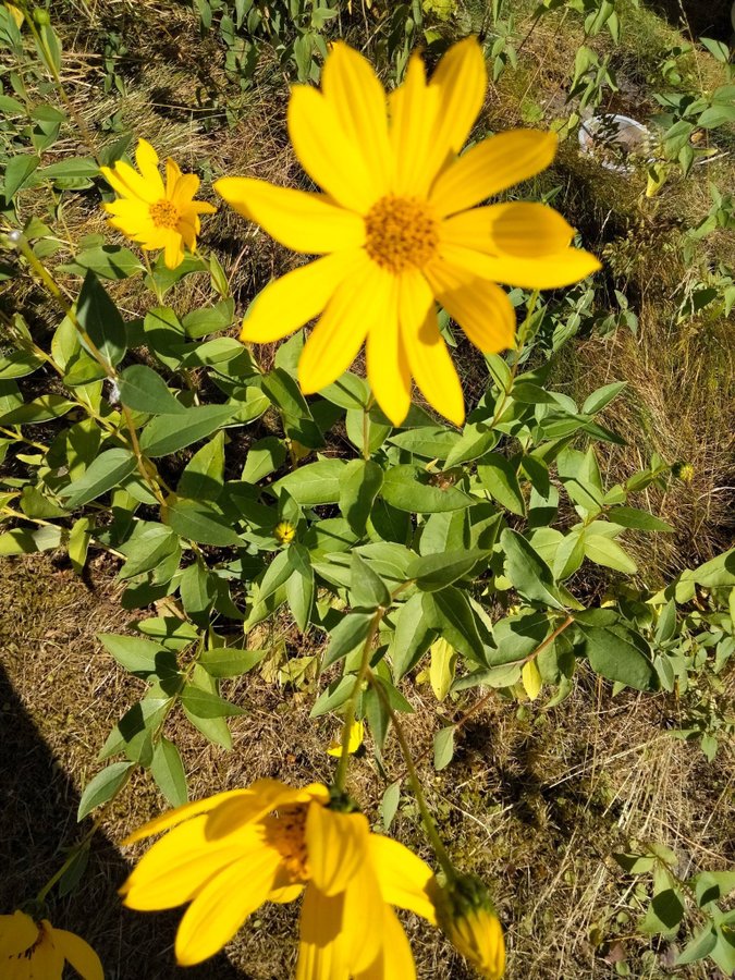 Doronicum plantor flerårig perenn gula blommor