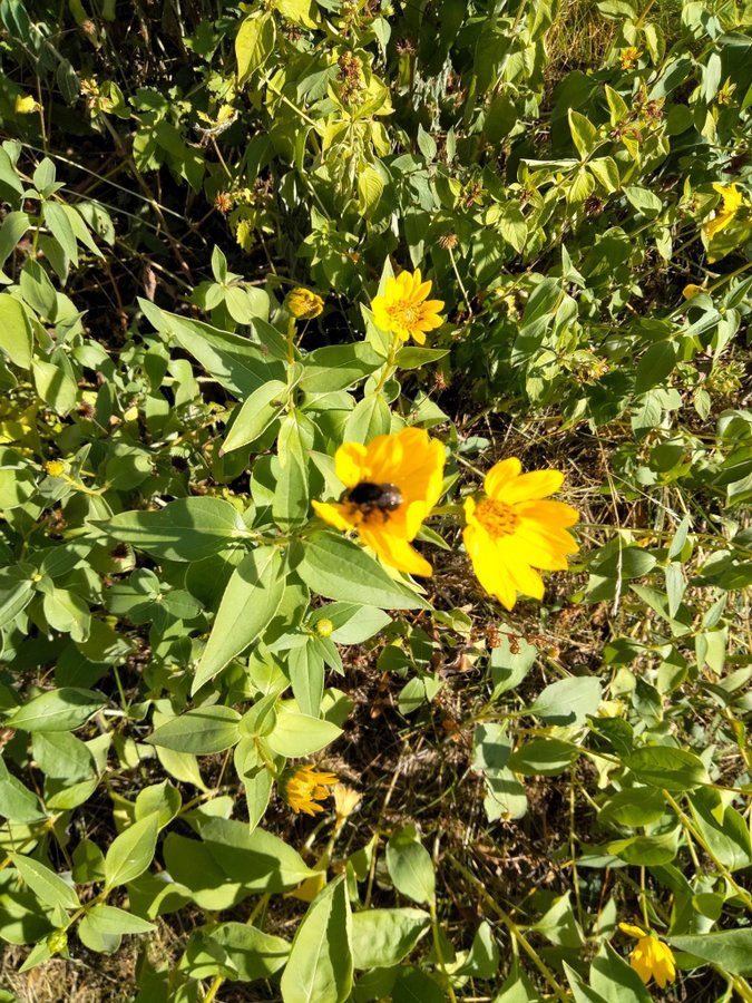 Doronicum plantor flerårig perenn gula blommor