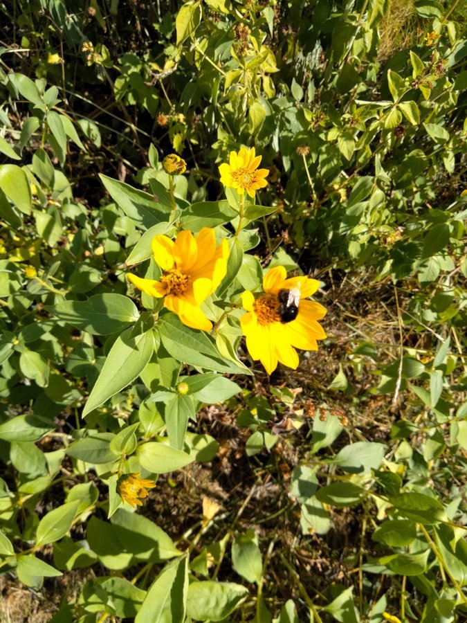 Doronicum plantor flerårig perenn gula blommor