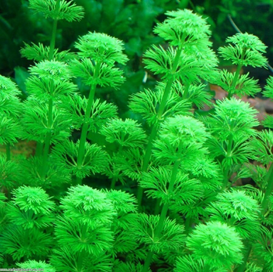 Limnophila sessiliflora