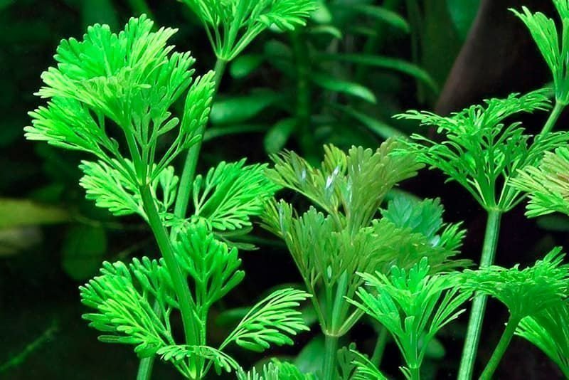 Limnophila sessiliflora