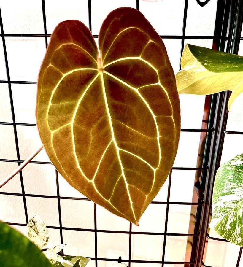 Anthurium Crystallinum liten planta från frö