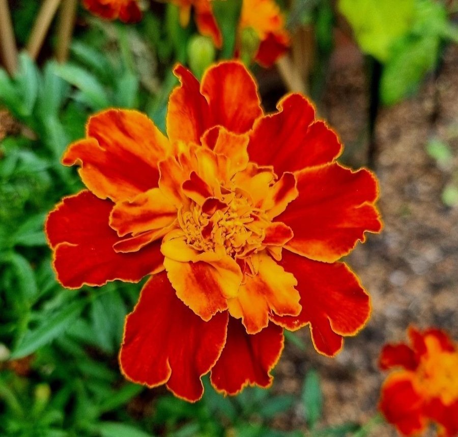 30 st fröer från Tagetes