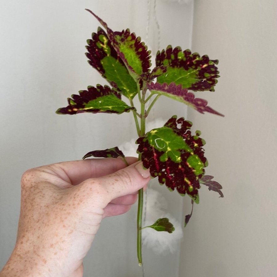 CRACKLIN ROSIE *palettblad*coleus*