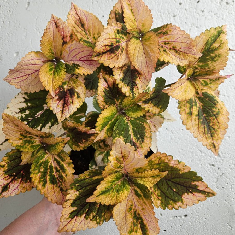 Stickling av Colourful / Palettblad Coleus