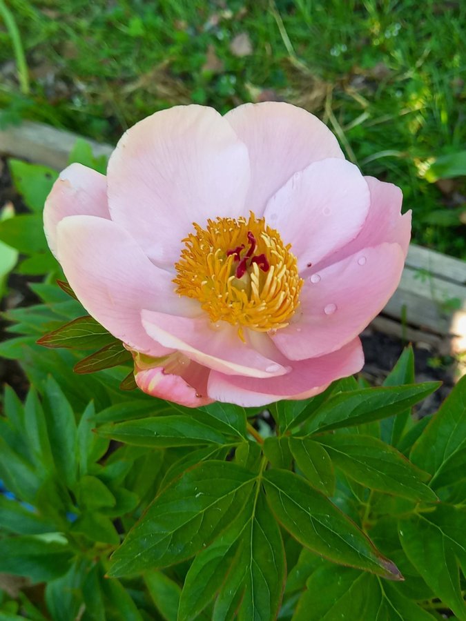 Paeonia.Pion enkel rosa 'Nosegay',knöl.