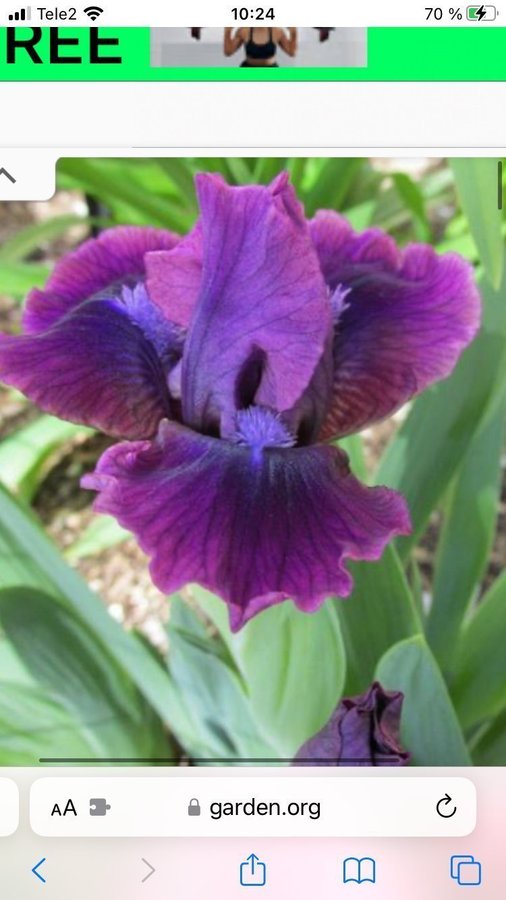 Plum twist iris germanica planta