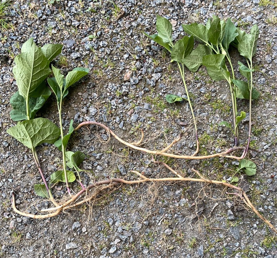 JAPANSK LYKTA ca 80cm rötter=Bild)orange klockor som kan torkas perenn HÖSTFINT