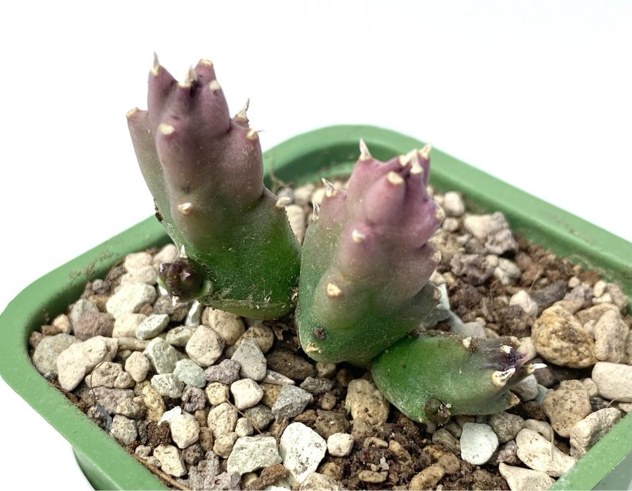 Stapelia montana