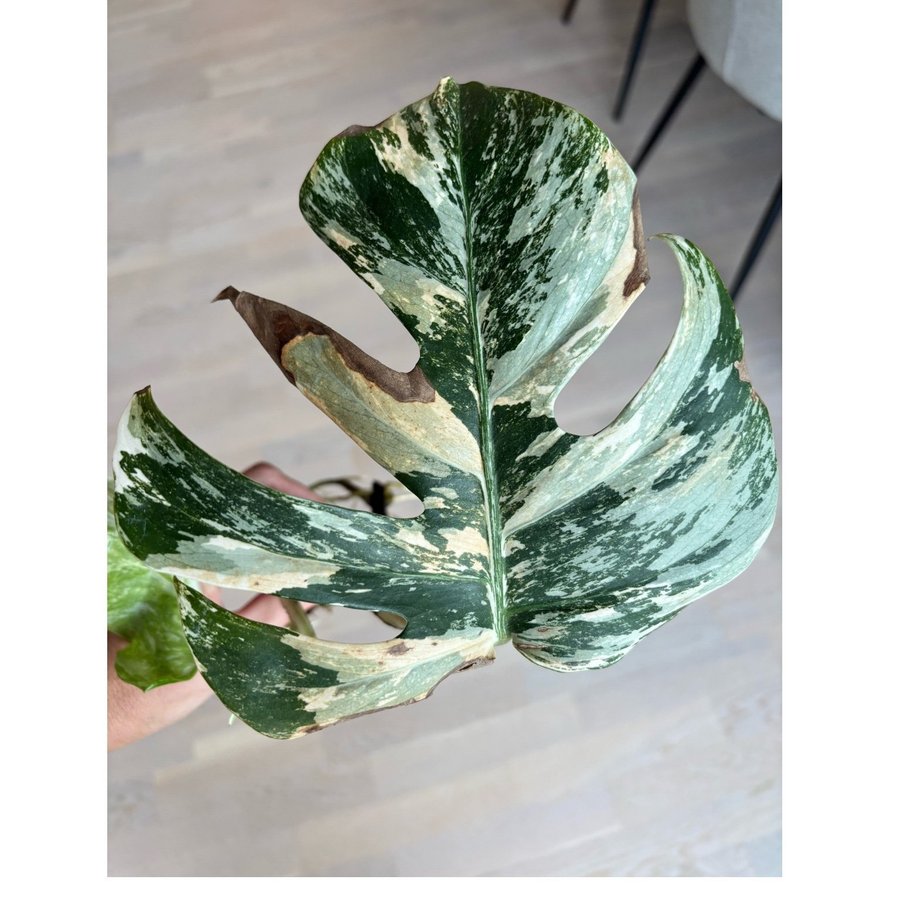 Monstera deliciosa Albo