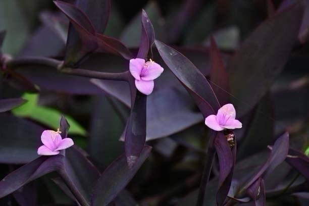 Purpurblad Tradescantia pallida - rotad stickling