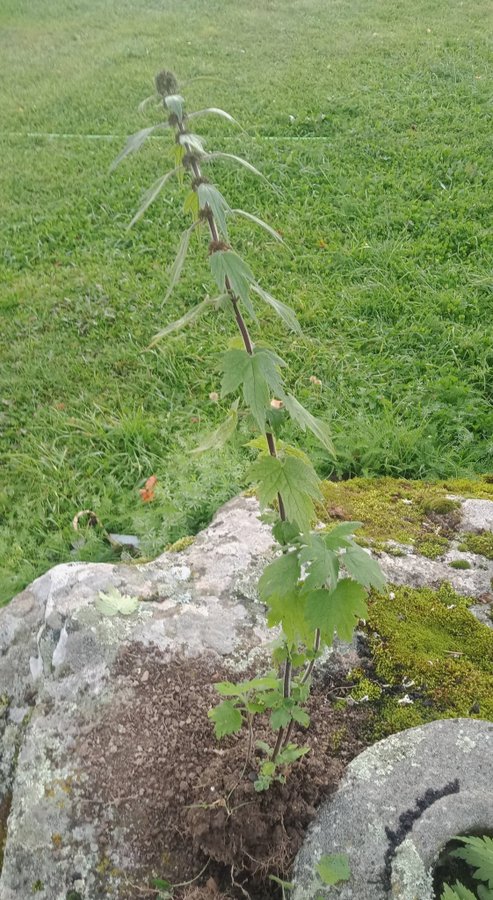 Äkta Hjärtstilla / Leonurus cardiaca planta