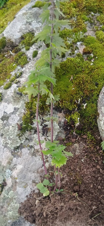 Äkta Hjärtstilla / Leonurus cardiaca planta