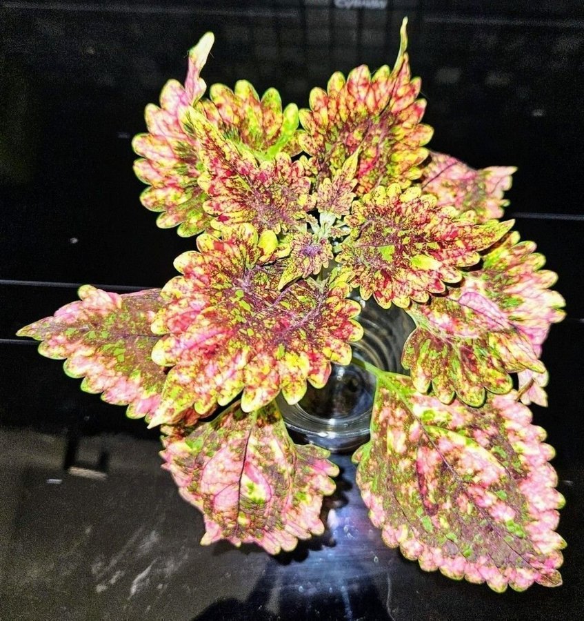 Palettblad Coleus, Piñata, fin stickling