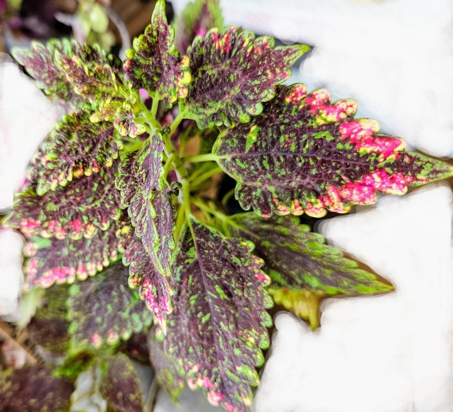 Palettblad Coleus, Piñata, fin stickling