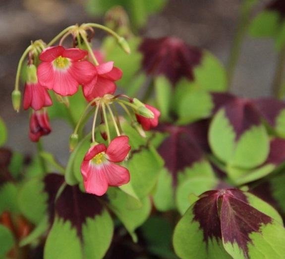 Oxalis deppei 'Iron Cross' - Lyckoklöver - LÖKAR