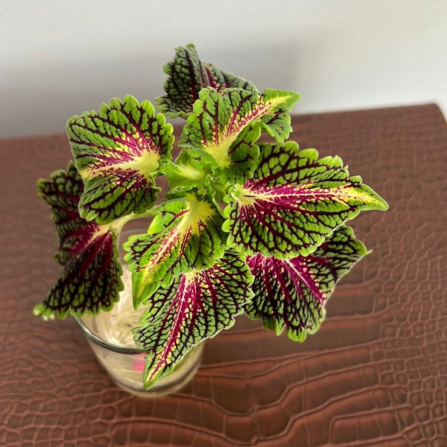 Coleus 'Kong' - Rotat