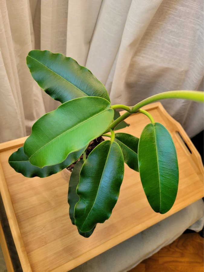 Hoya Imperialis v Rauchii Porslinsblomma Planta 13 Blad