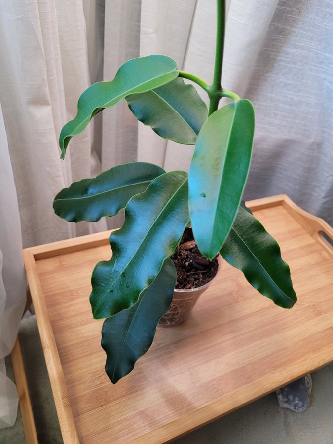 Hoya Imperialis v Rauchii Porslinsblomma Planta 13 Blad