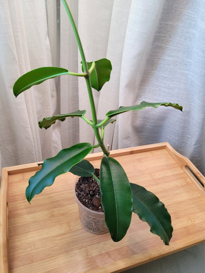 Hoya Imperialis v Rauchii Porslinsblomma Planta 13 Blad