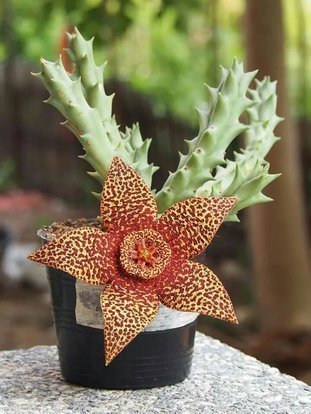 Orbea Variegata Stapelia tiger flower