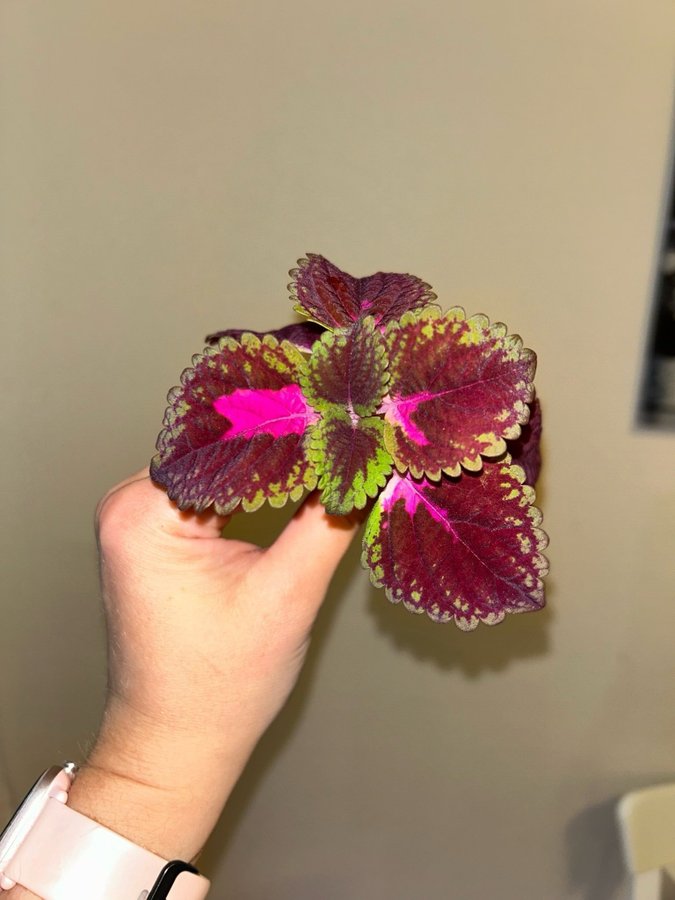 Coleus palettblad Trailing Queen stickling